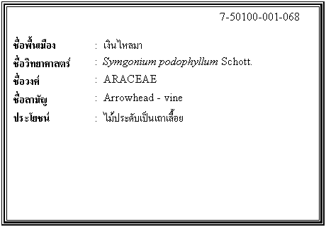 กล่องข้อความ: 7-50100-001-068 ชื่อพื้นเมือง : เงินไหลมา ชื่อวิทยาศาสตร์ : Symgonium podophyllum Schott. ชื่อวงศ์ : ARACEAE ชื่อสามัญ : Arrowhead - vine ประโยชน์ : ไม้ประดับเป็นเถาเลื้อย